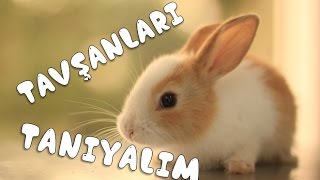 Tavşanları Tanıyalım / Kızımın Anasınıfı sunum videosu :)