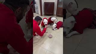 Solo io vedo il dog furbo il dog bravo e il dog….? #dogs #dogvideo #dogvideos #dog