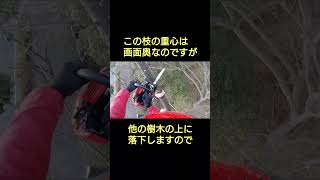 ケヤキ支障枝の剪定