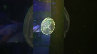 水母游泳  jellyfish