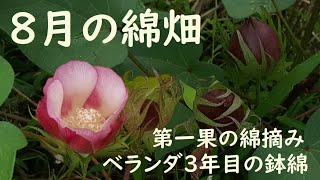 【綿栽培】自然農・綿畑の8月　花盛りから開絮開始～綿の実が開き始まる　大きくなり過ぎたベランダ3年目の綿の様子など、綿ばっか！(音あり・声なし)