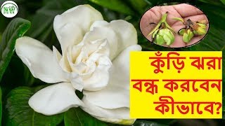 গন্ধরাজ ফুলগাছে কুঁড়ি ঝরার কারন এবং প্রতিকারের উপায় কী?