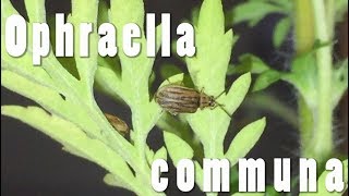 Ophraella communa, un agent de lutte biologique possible contre l'ambroisie ?