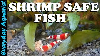 9 AWESOME Nano Fish SAFE for SHRIMP | Shrimp Safe Aquarium Fish