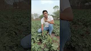 भिंडी की खेती | Bhindi Ki Kheti | Okra Farming | #shorts