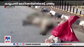 പത്തനംതിട്ടയില്‍ ലോറിക്കടിയില്‍പ്പെട്ട് കാട്ടുപന്നി ചത്തു | Pathanamthitta | WildBoar