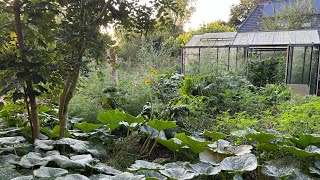 Groei in ons voedselbos tijdens de droogste zomer ooit! Garden Update #8