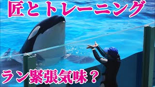 匠がラン猛特訓!! ラン少し緊張気味？ 鴨川シーワールド シャチ Kamogawa Sea World