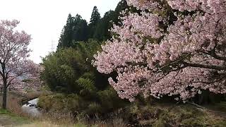 2019,4,21(日) 愛知県「道の駅アグリステーションなぐら」桜並木