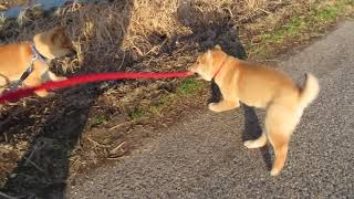 忙しい子犬の散歩