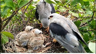 Mother's Food is Snatched Away By The Father As The Youngest Chick Struggles To Swallow a Rat Tail