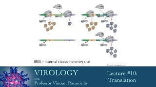 Virology 2014 lecture #10 - Translation