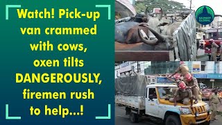 Video: Pick-up van crammed with cows, oxen tilts on way to slaughter house; firemen come to rescue