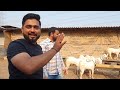 palehue bakre good quality at al tawakkul goat farm.