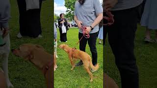 Portarama Family Festival (Port McNicoll, ON): Community Based Dog Show on May 18, 2024