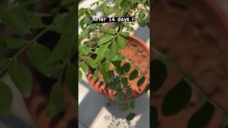 Hard pruning Curry leaf plant 14 days update! #currypatta #herbs #pruning #balconygarden