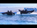 ラビー・ララ・ルーナ全員でシャチ汁「ブシャ～」 鴨川シーワールド シャチショー kamogawaseaworld orca killerwhale