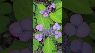 アジサイの花「日高新錦山」／IACECAP HYDRANGEA \