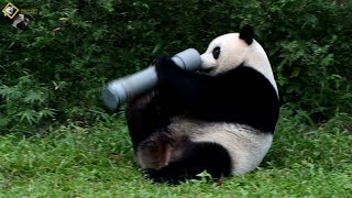 20191103 遊客一直誤以為圓仔在喝奶瓶 The Giant Panda Yuan Zai