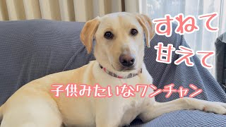 すねて、甘えて子供みたいな犬　ラブラドールレトリバーリリの成長日記です。