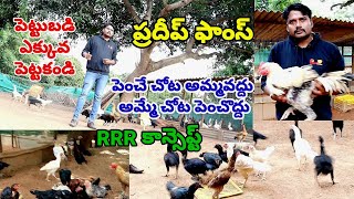 Natukodi farming|kolla farming|kadaknath farming|kolla pempakam telugu|Natukodi Farm|Punjulu farming