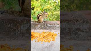 squirrel🐿| #gilhari | #shorts |#viral