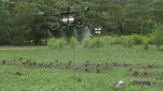 Colombia to resume aerial spraying to destroy coca crop