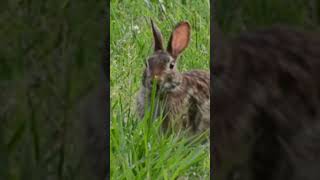 Rabbit Giving it the Sniff Test   Too Old