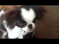 japanese chin he s so cute