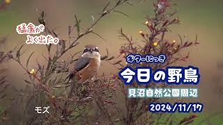 ギター日記　今日の野鳥　・　見沼自然公園周辺　2024年11月17日