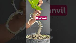 Making Unique Bougainvillea Bonsai