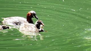 それ、大き過ぎませんか？　Little grebe(カイツブリ)