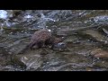 mink fishing for salmon