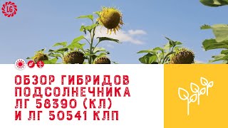 Обзор гибридов подсолнечника ЛГ 58390 (КЛ) и ЛГ 50541 КЛП