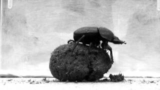 Dung beetle dance