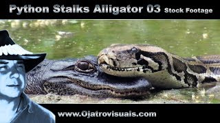 Python Stalks Alligator 03 Stock Footage