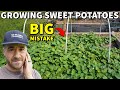 Don't Make This BIG Mistake When Growing Sweet Potatoes!