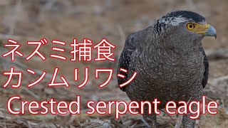 【ネズミ捕食】カンムリワシ  Crested serpent eagle