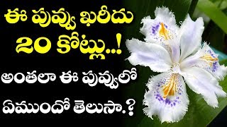 OMG! This FLOWER Costs 20 CRORES!! | Latest News | ఈ పువ్వు ఖరీదు 20 కోట్లు !! | VTube Telugu