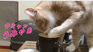 コップの水を飲む猫だいず三態