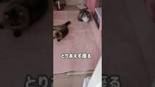 とりあえず座ってみる猫【ミヌエット＆ノルウェージャンフォレストキャット】＃Shorts