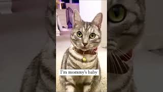 I'm mommy's baby 😄😻 #shorts #kitten #funnycats