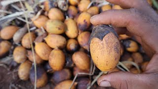 EP59. Estos frutos de la PALMA REAL (Attalea butyracea) saben a pura MANTEQUILLA!!