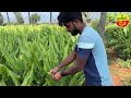 ಅರಿಶಿನ ಬೆಳೆಯುವ ವಿಧಾನ turmeric crop growing in kannada