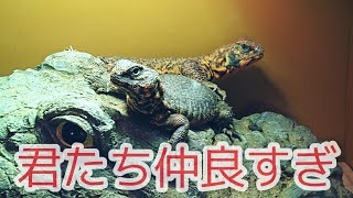 【トゲオアガマショートムービー】ゲイリーレッドコンビ【no.1】