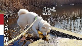 柴犬柿丸 すれ違う柴犬たち【オランダ / 環境音 / 4K】Kaki-Maru the Shiba Inu