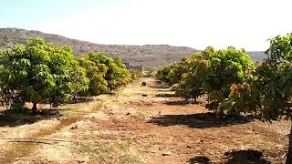 kesar mango farm ll કેસર કેરી ફાર્મ