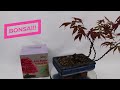 grow your own bonsai tree from seeds grow buddha starter kit