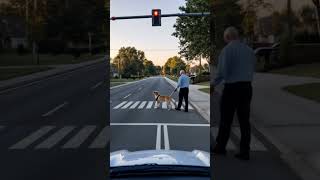 Hero Guide Dog Saves His Blind Owner’s Life!