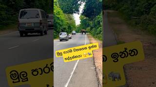 හබරණ කෑම ඉල්ලන අලි කොල්ලෝ🫣🐘#shortvideo #shorts #elephant #attack #viralvideo #youtube #views #2024